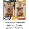 TurboSquid 3D Human Male and Female Complete Anatomy