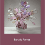 Janita Court - Lunaria Annua